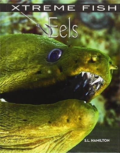 Tapa de Eels