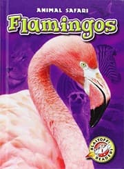 Tapa de Flamingos