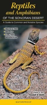Tapa de Reptiles and Amphibians of the Sonoran Desert