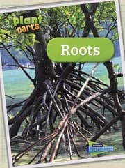 Tapa de Roots