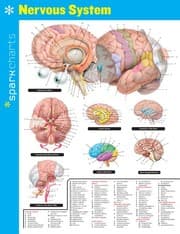 Tapa de Nervous System SparkCharts