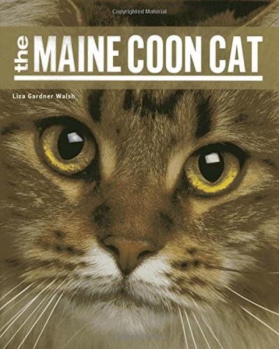 Tapa de The Maine Coon Cat