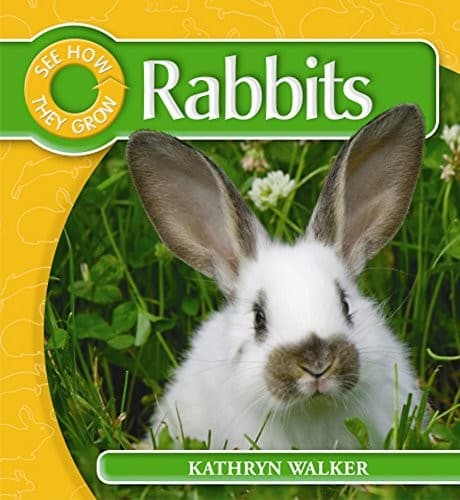 Tapa de Rabbit