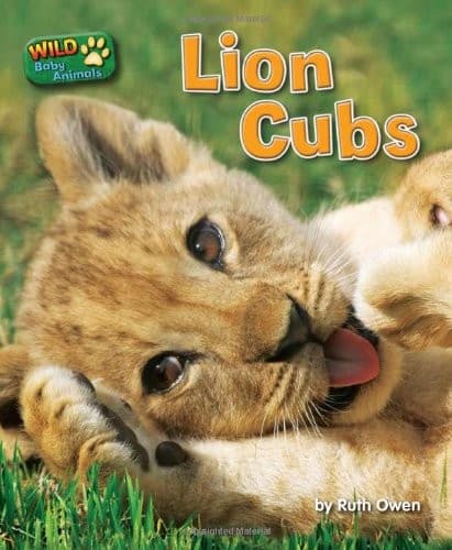 Tapa de Lion Cubs