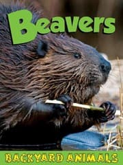 Tapa de Beavers