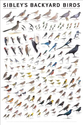 Tapa de Sibley's Backyard Birds