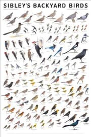 Tapa de Sibley's Backyard Birds