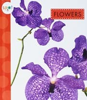 Tapa de Flowers
