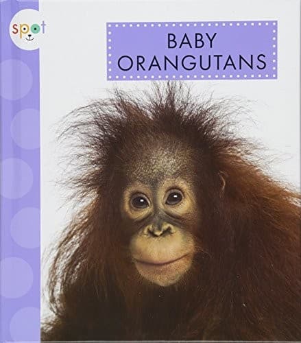 Tapa de Baby Orangutans