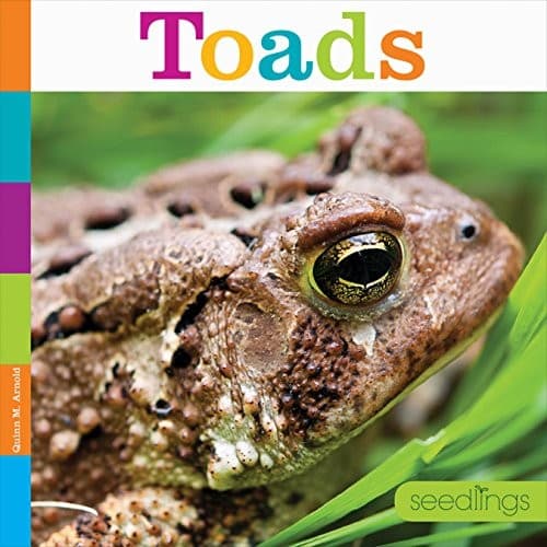 Tapa de Toads