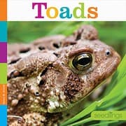 Tapa de Toads