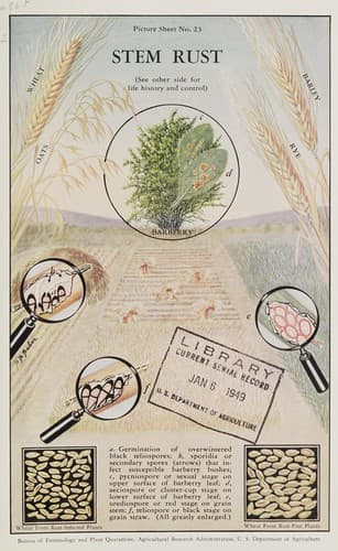 Tapa de Stem rust