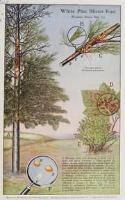 Tapa de White pine blister rust