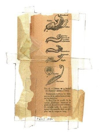 Tapa de Footnotes