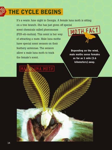 Tapa de Luna Moths