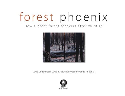 Tapa de Forest Phoenix