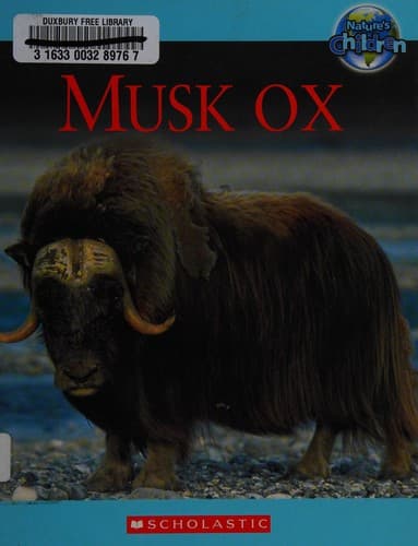 Tapa de Musk ox