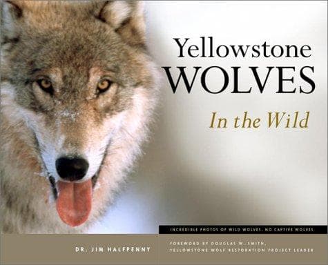 Tapa de Yellowstone Wolves in the Wild