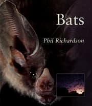 Tapa de Bats