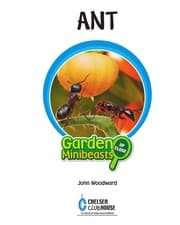 Tapa de Ant