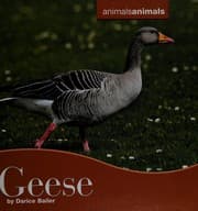 Tapa de Geese