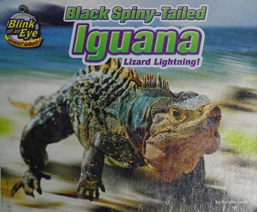 Tapa de Black spiny-tailed iguana