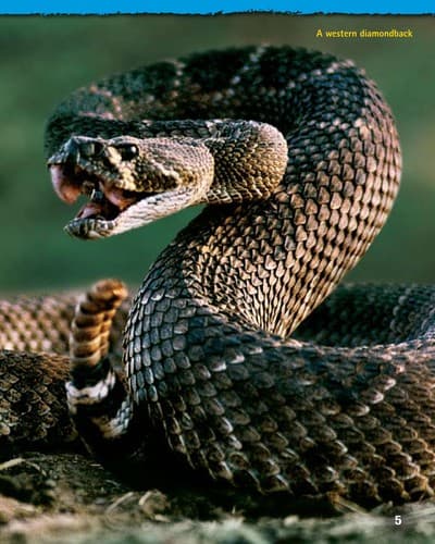 Tapa de Diamondback rattlers