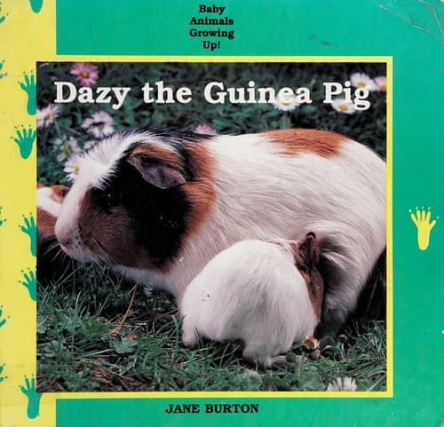 Tapa de Dazy the guinea pig