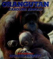 Tapa de Orangutan