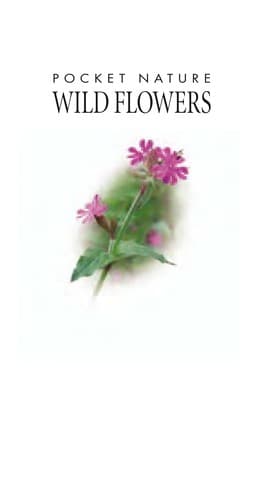 Tapa de Wild flowers