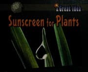 Tapa de Sunscreen for plants