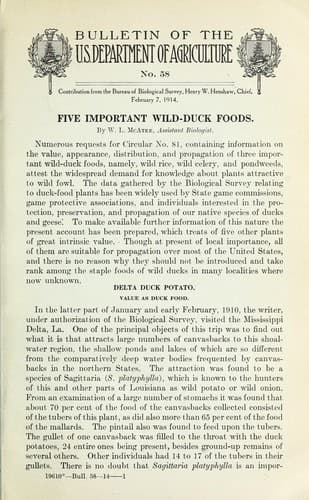 Tapa de Five important wild-duck foods