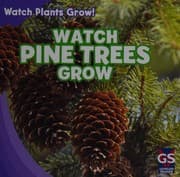 Tapa de Watch pine trees grow