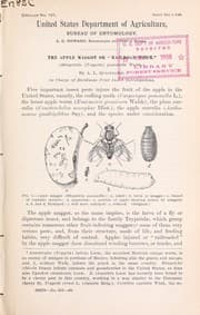 Tapa de The apple maggot or "railroad worm."