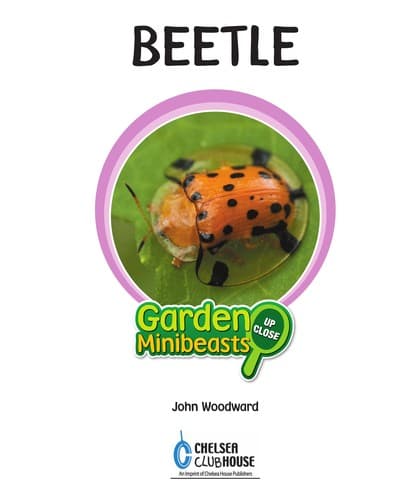 Tapa de Beetle