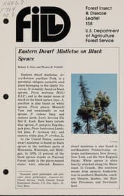 Tapa de Eastern dwarf mistletoe on black spruce