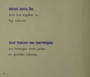 Tapa de Hormigas