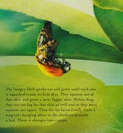 Tapa de Bug Life