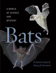 Tapa de Bats