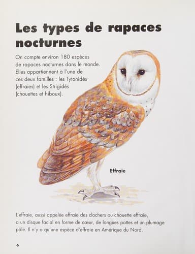 Tapa de Les rapaces nocturnes