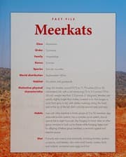 Tapa de Meerkats