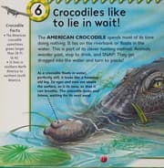 Tapa de Crocodiles