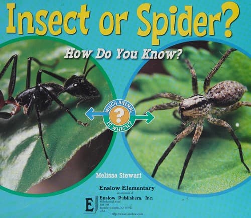 Tapa de Insect or spider?