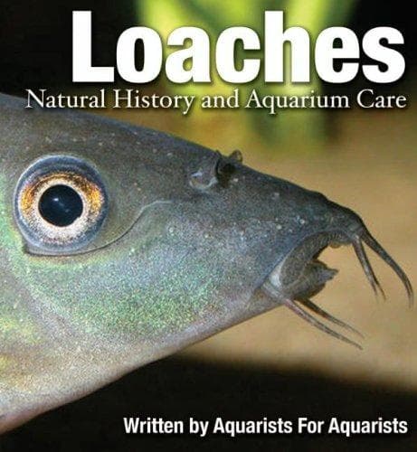 Tapa de Loaches