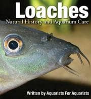 Tapa de Loaches