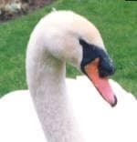 Tapa de Swans