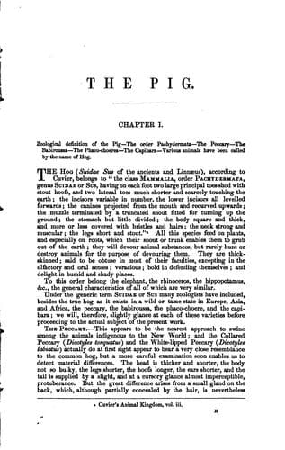Tapa de The pig