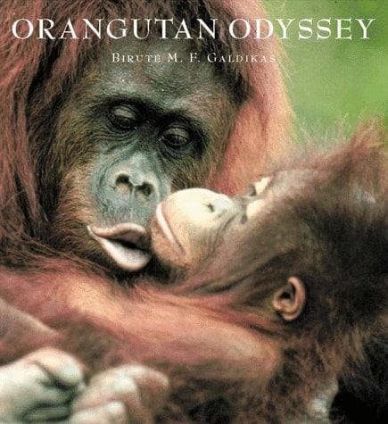 Tapa de Orangutan odyssey