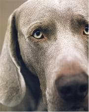 Tapa de William Wegman Polaroids