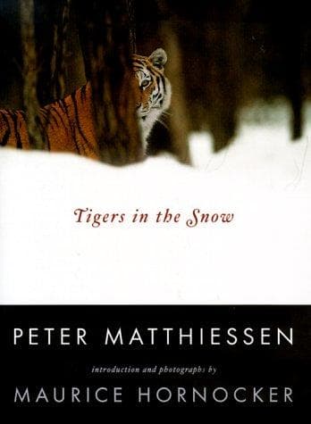 Tapa de Tigers in the snow